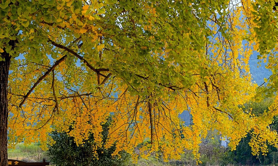 最冷门的千年银杏在广东清远麦屋村