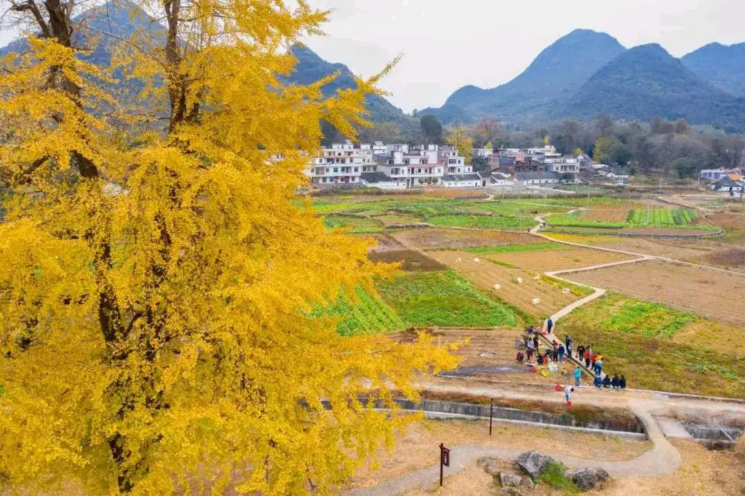 最冷门的千年银杏在广东清远麦屋村