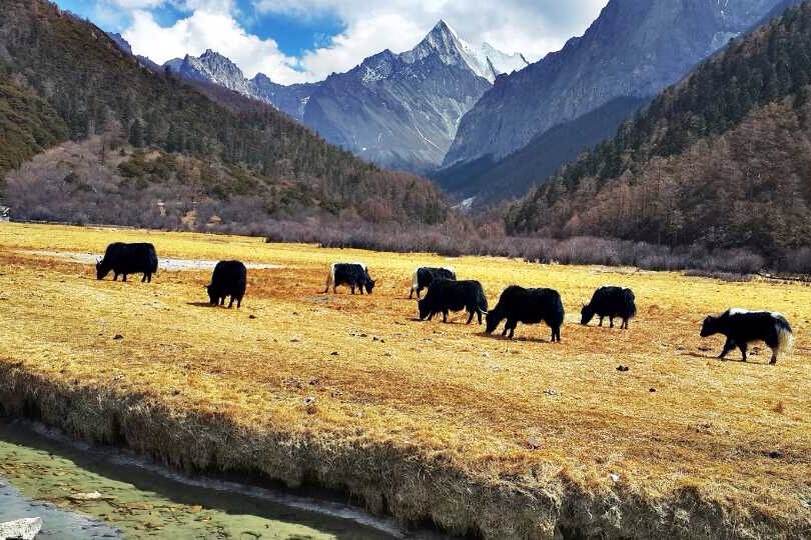 3月中旬从四川到西藏旅游探秘春天