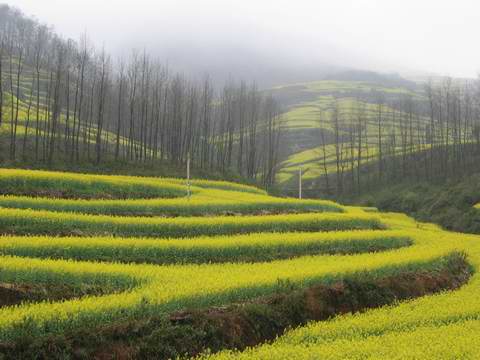 罗平：春回大地油菜花开